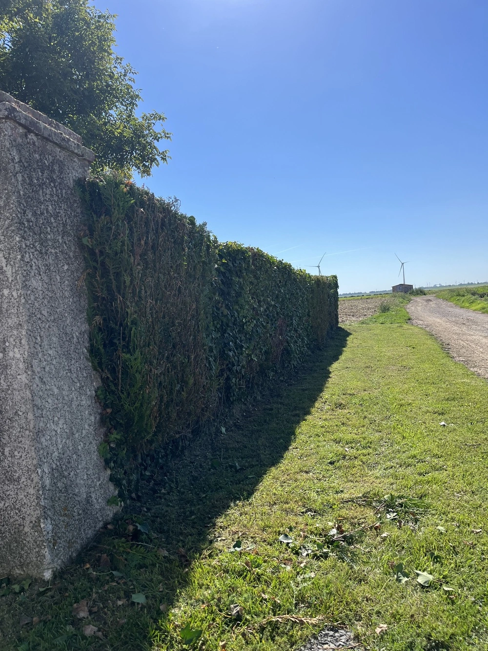 Coupe de haie à Péronne par un professionnel